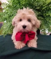 Bentley , a male Maltipoo for sale in Bolivar, MO – Photo 8 of 10
