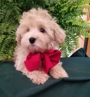 Bentley , a male Maltipoo for sale in Bolivar, MO – Photo 7 of 10