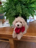 Bentley , a male Maltipoo for sale in Bolivar, MO – Photo 10 of 10