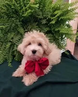 Bentley , a male Maltipoo for sale in Bolivar, MO – Photo 6 of 10