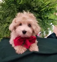 Bentley , a male Maltipoo for sale in Bolivar, MO – Photo 1 of 10