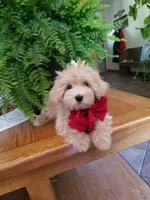 Bentley , a male Maltipoo for sale in Bolivar, MO – Photo 9 of 10