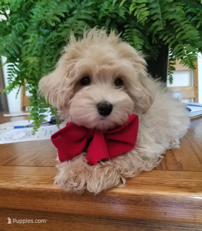 Bentley  – Maltipoo puppy for sale in Bolivar, MO