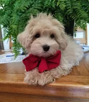 Bentley , a male Maltipoo for sale in Bolivar, MO – Photo 2 of 10