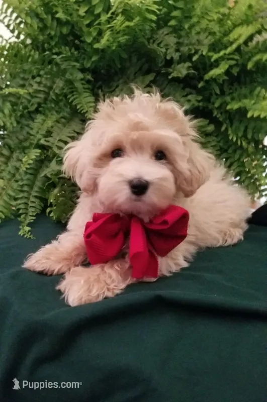 Bentley  – Maltipoo puppy for sale in Bolivar, MO