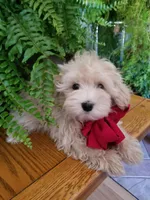 Bentley , a male Maltipoo for sale in Bolivar, MO – Photo 5 of 10
