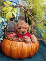 Romeo , a male Poodle - Toy  for sale in Bolivar, MO – 3 of 10