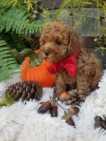 Paxton , a male Poodle - Toy  for sale in Bolivar, MO – 9 of 10