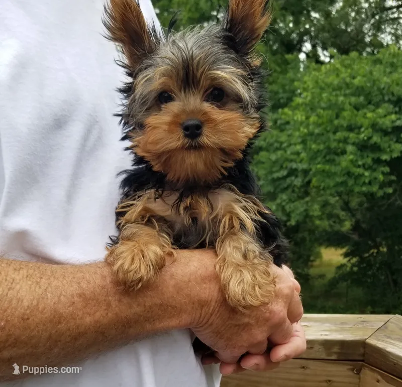 Beethoven  – Yorkshire Terrier puppy for sale in Bolivar, MO