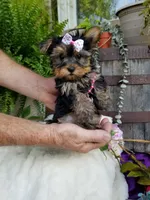 Cricket , a female Yorkshire Terrier for sale in Bolivar, MO – 4 of 10