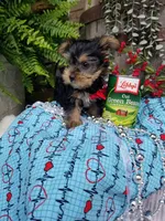 Abou, a male Yorkshire Terrier for sale in Bolivar, MO – 5 of 6