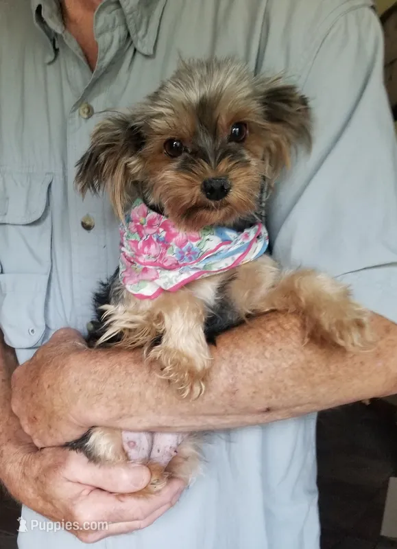 Hannah – Yorkshire Terrier puppy for sale in Bolivar, MO
