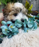 Snowman, a male Morkie for sale in Bolivar, MO – 2 of 4