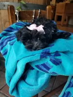 Snow Paws, a female Morkie for sale in Bolivar, MO – 6 of 9
