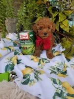 Peppers , a male Poodle - Toy  for sale in Bolivar, MO – Photo 10 of 10