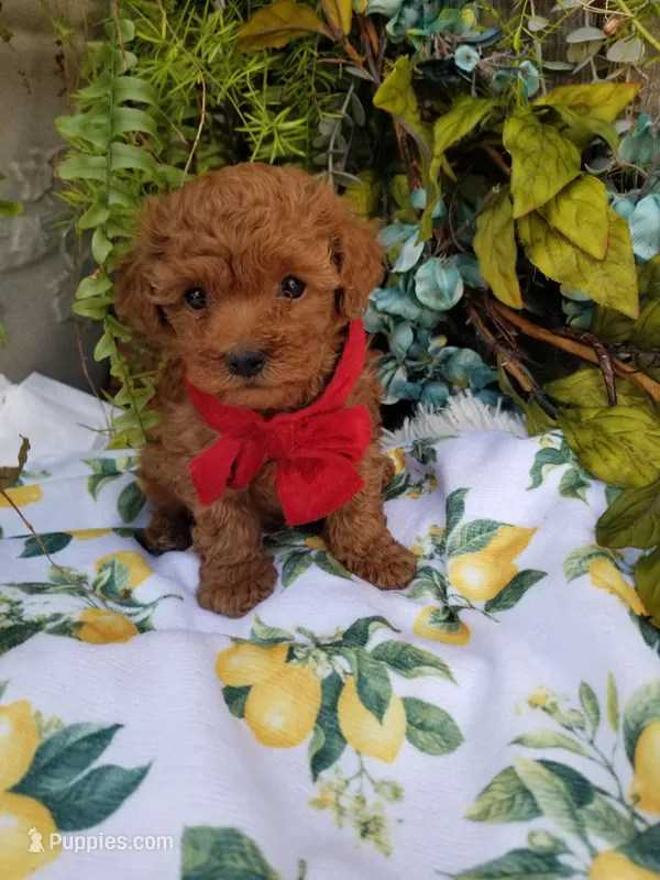 Peppers  – Poodle - Toy  puppy for sale in Bolivar, MO