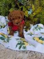 Peppers , a male Poodle - Toy  for sale in Bolivar, MO – Photo 7 of 10