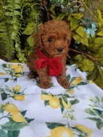 Peppers , a male Poodle - Toy  for sale in Bolivar, MO – Photo 5 of 10