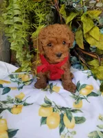 Peppers , a male Poodle - Toy  for sale in Bolivar, MO – Photo 4 of 10