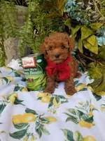 Peppers , a male Poodle - Toy  for sale in Bolivar, MO – Photo 9 of 10