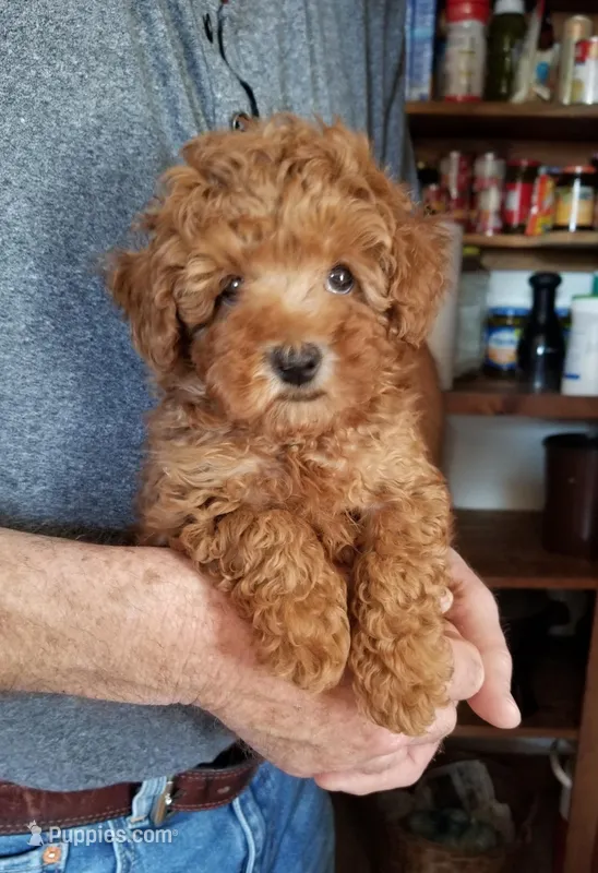 Peppers  – Poodle - Toy  puppy for sale in Bolivar, MO