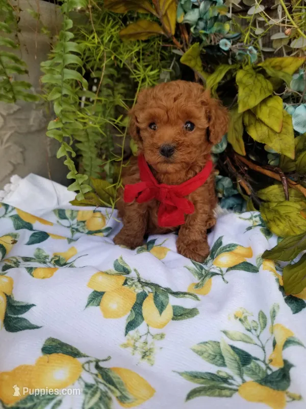 Peppers  – Poodle - Toy  puppy for sale in Bolivar, MO