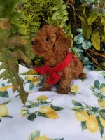 Peppers , a male Poodle - Toy  for sale in Bolivar, MO – Photo 3 of 10