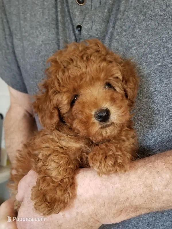 Peppers  – Poodle - Toy  puppy for sale in Bolivar, MO