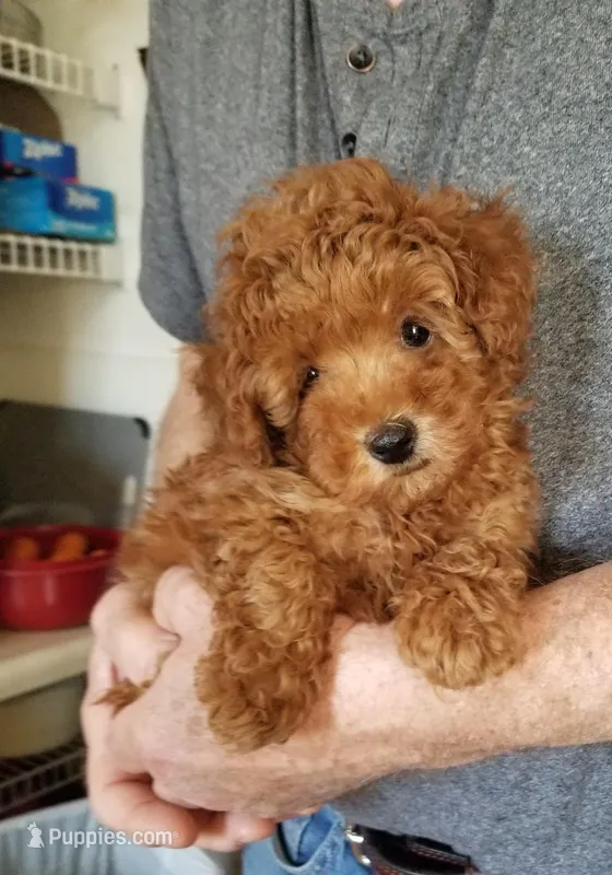 Peppers  – Poodle - Toy  puppy for sale in Bolivar, MO