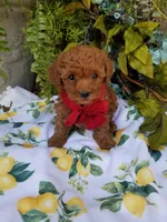 Peppers , a male Poodle - Toy  for sale in Bolivar, MO – Photo 2 of 10