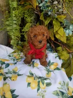 Peppers , a male Poodle - Toy  for sale in Bolivar, MO – Photo 6 of 10
