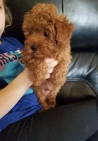 Peppers , a male Poodle - Toy  for sale in Bolivar, MO – 4 of 10