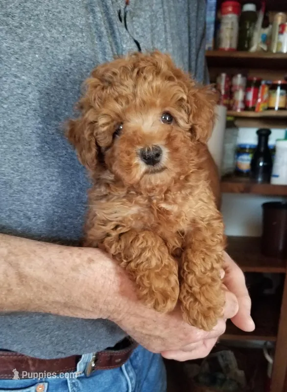 Peppers  – Poodle - Toy  puppy for sale in Bolivar, MO