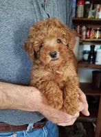 Peppers , a male Poodle - Toy  for sale in Bolivar, MO – 5 of 10