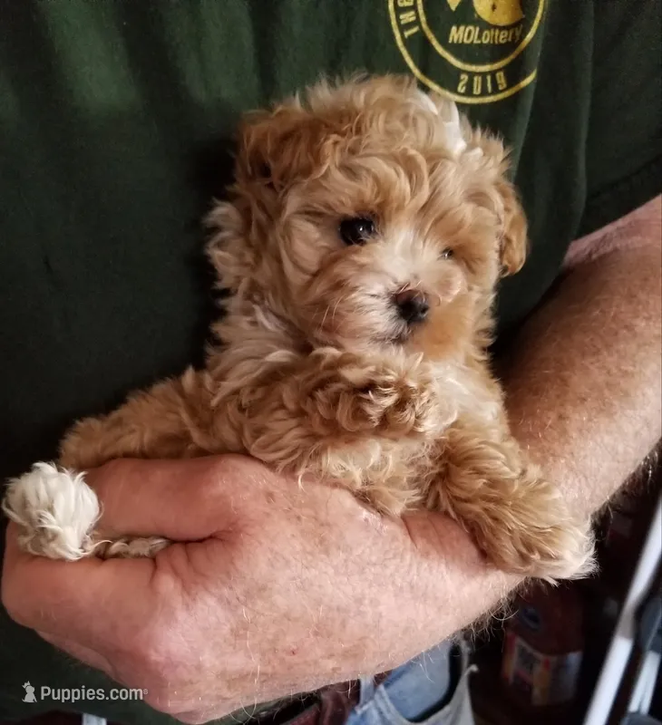 Kiwi – Maltipoo puppy for sale in Bolivar, MO