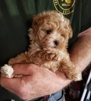 Kiwi, a female Maltipoo for sale in Bolivar, MO – Photo 1 of 10