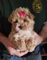 Kiwi, a female Maltipoo for sale in Bolivar, MO – Photo 7 of 10