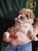 Kiwi, a female Maltipoo for sale in Bolivar, MO – Photo 3 of 10