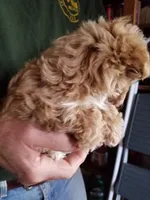 Kiwi, a female Maltipoo for sale in Bolivar, MO – Photo 5 of 10