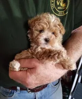 Kiwi, a female Maltipoo for sale in Bolivar, MO – Photo 4 of 10