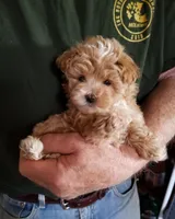 Kiwi, a female Maltipoo for sale in Bolivar, MO – Photo 2 of 10