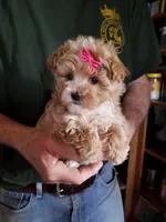 Kiwi, a female Maltipoo for sale in Bolivar, MO – Photo 9 of 10