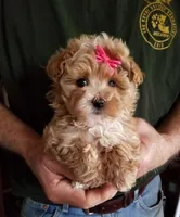 Kiwi, a female Maltipoo for sale in Bolivar, MO – Photo 10 of 10