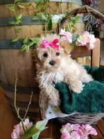Buttons , a female Maltipoo for sale in Bolivar, MO – 9 of 10