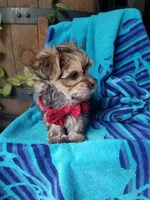 Rubble , a male Morkie for sale in Bolivar, MO – 9 of 10