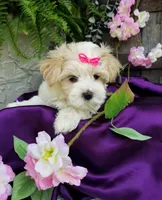 Lilo, a female Morkie for sale in Bolivar, MO – 3 of 10