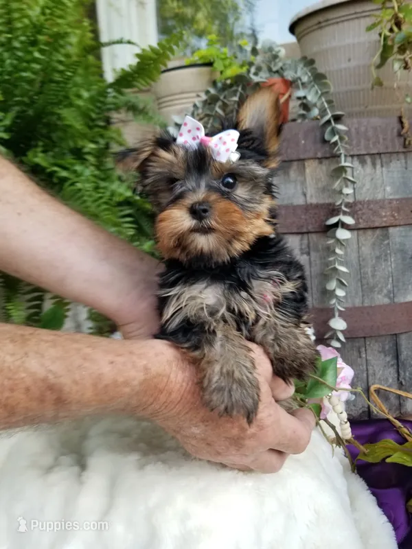 Cricket  – Yorkshire Terrier puppy for sale in Bolivar, MO