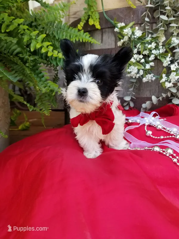 Rocky – Morkie puppy for sale in Bolivar, MO