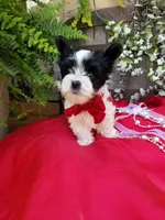 Rocky, a male Morkie for sale in Bolivar, MO – 4 of 10