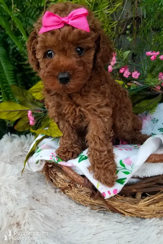Apple – Poodle - Toy  puppy for sale in Bolivar, MO